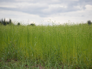 Flax field. Blue flowers, the formation of the bolls of flax