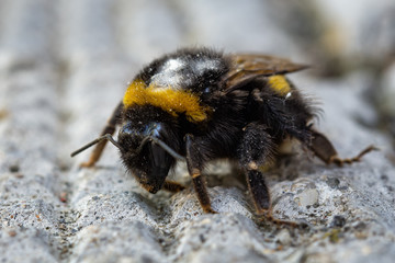 bumble bee, closeup