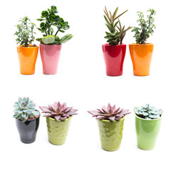 Fototapeta premium green plants in flower pots on white background