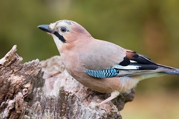 Eurasian jay - Garrulus glandarius, sitting on a branch in nature. Wildlife. Europe, country Slovakia, region Horna Nitra.