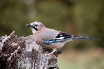 Eurasian jay - Garrulus glandarius, sitting on a branch in nature. Wildlife. Europe, country Slovakia, region Horna Nitra.