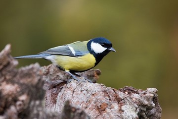 Parus major, Blue tit . Wildlife landscape, titmouse sitting on a branch moss-grown..  Europe, country Slovakia.