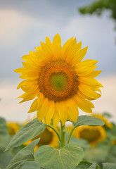 Obraz premium Sunflower isolated on field