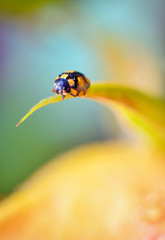 Ladybug on spring  flowers