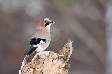 Eurasian jay - Garrulus glandarius, sitting on a branch in nature. Wildlife. Europe, country Slovakia, region Horna Nitra.
