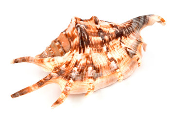 Sea shell