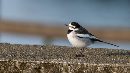 Wagtail