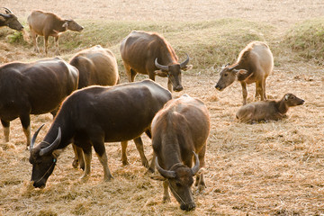 buffalo eating