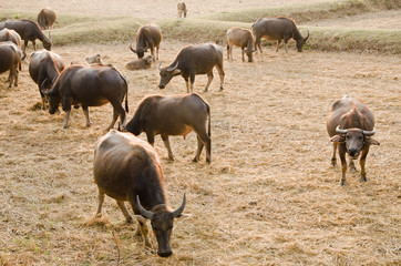 buffalo eating