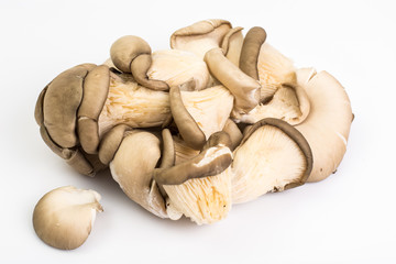 Small group of fresh oyster mushrooms
