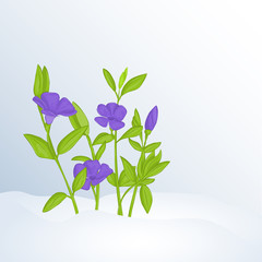 Beautiful spring background with periwinkle in snow for congratulations with spring or Womens Day. Holiday poster or placard template in cartoon style. Vector illustration. Flower Collection.