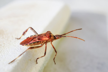 Amerikanische Kiefernwanze