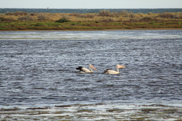 pelican couple in the water