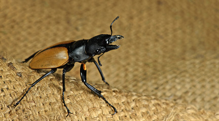 Beetle ( Odontolabis mouhotii ) on sack