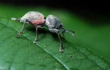 Beetle, Weeevils, Snout Beetle on green leaf