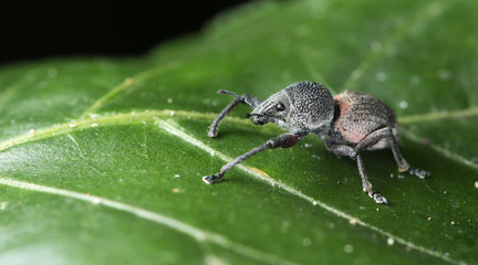 Beetle, Weeevils, Snout Beetle on green leaf