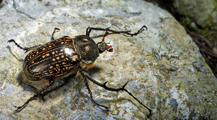 Beetle ( Cheirotonus gestroi ) on the rock