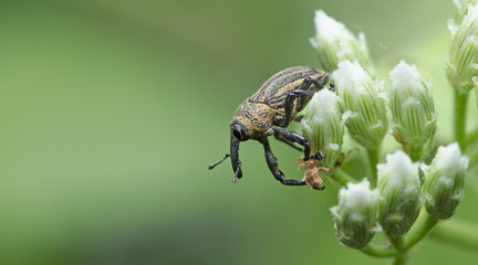 Beetle ( Curculonidae ), Weeevils, Snout Beetle on white flower
