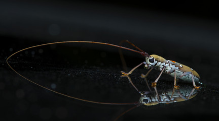 Beetle ( Olenecamtus bilobus laosus ) on glass