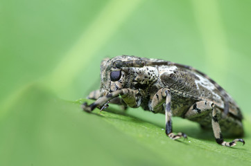 Beetle ( Coptops annulipes ) on green leaf