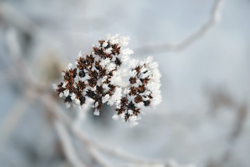 nature in winter