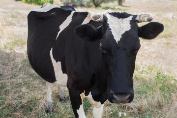 Cow on a summer pasture