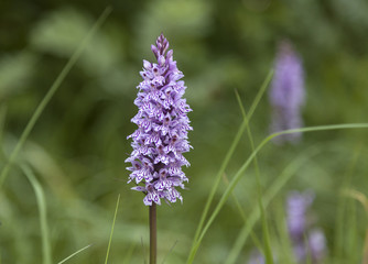 Geflecktes Knabenkraut