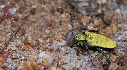 Beetle ( Celosterna pollinosa sulphurea ) on ground