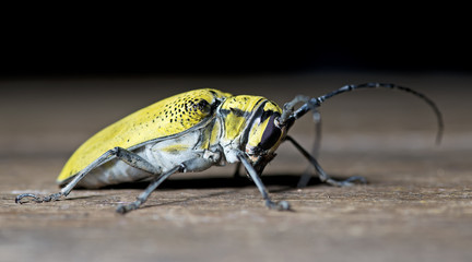 Beetle ( Celosterna pollinosa sulphurea ) on ground