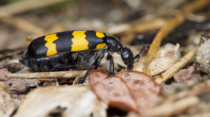 Beetle ( Mylabris phalerata ) on dry leaf