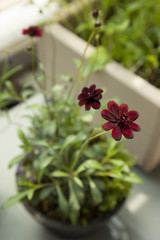 チョコレートコスモス