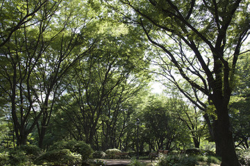 Fototapeta premium 日比谷公園
