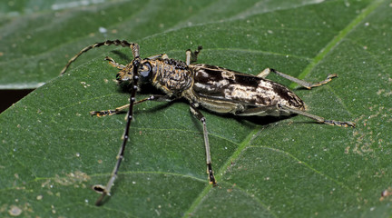 Beetle ( Aeolesthes aurifaber ) on green leaf