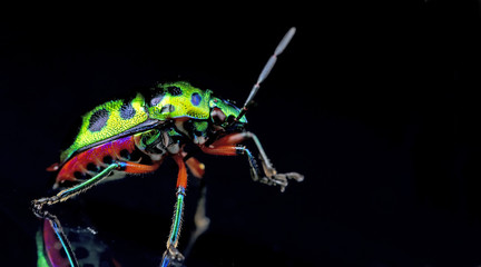 Beetle, Shield Bug ( Chrysocoris stollii ) on glass