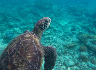Obraz premium Underwater photo of big sea turtle. Lovely marine animal close-up.