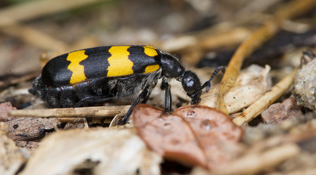 Beetle ( Mylabris phalerata ) on dry leaf
