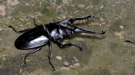 Beetle ( Cladognathus giraffa ) ( Prosopocoilus giraffa giraffe ) on tree