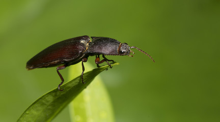 Beetle, Click Beetle on green leaf