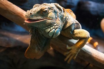 Close-up of a male Green Iguana (Iguana iguana). Green Iguana Re