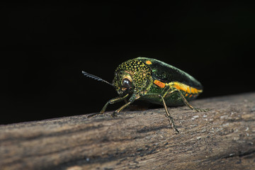 Beetle ( Sternocera aequisignata ) on wood