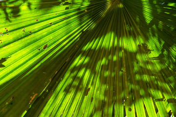Fototapeta na wymiar Beautiful palm leaves of tree in sunlight.Abstract tropical palm