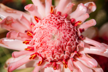 Red flower in the garden.