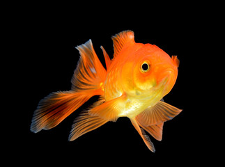 gold fish on black background