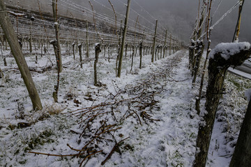 Reben im Winter Schnee