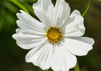Fototapeta premium White Cosmos