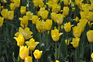 Fototapeta premium spring flowers