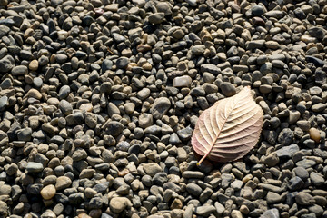 Fallen leaf on the ground full with gravy stone. Loneliness concept.