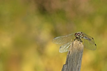 Weibliche Schwarze Heidelibelle (Sympetrum danae)