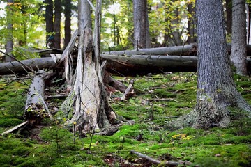 the beautiful old forest still life with moss and trees
