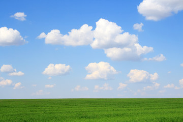 Meadow with green grass and blue sky with clouds